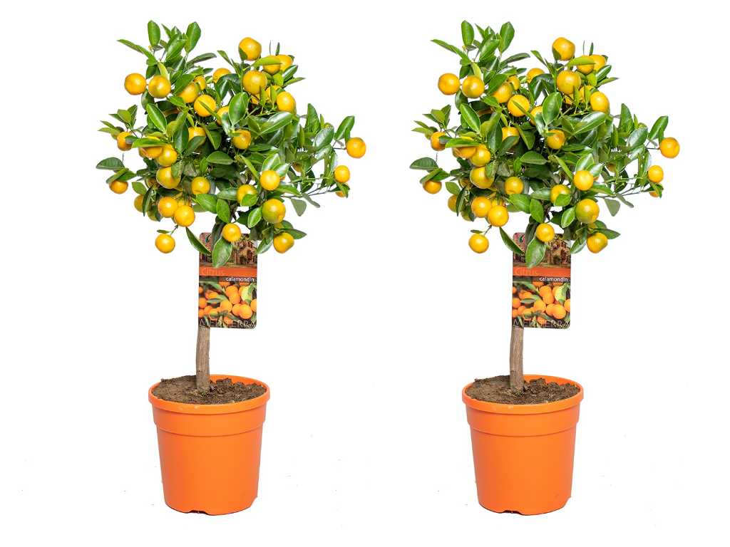 2x Mandarijnenboom - Vrucht- / fruitboom - Citrus Calamondin - hoogte ca. 60 cm