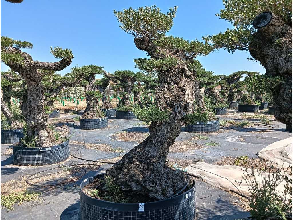 Wielowiekowe drzewo oliwne Pom Pom Extra Specimen