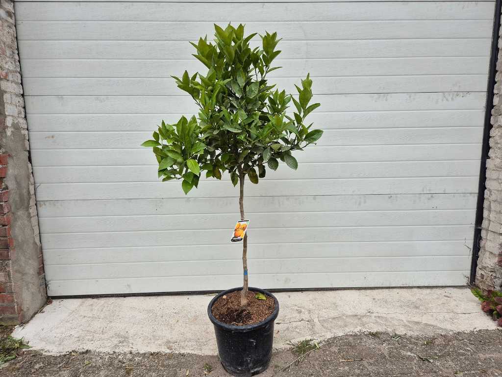 Sinaasappelboom - Citrus Sinensis - hoogte ca. 130 cm