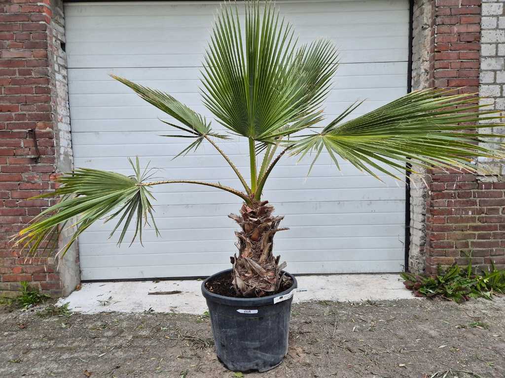 Mexican Fan Palm - Washingtonia Robusta - Mediterranean tree - height approx. 170 cm
