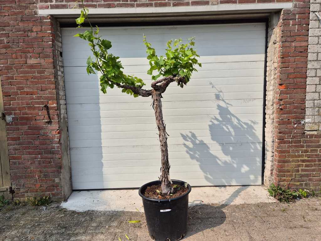 Drzewo winogronowe - Vitis Vinifera Media - Drzewo owocowe - wysokość ok. 175 cm