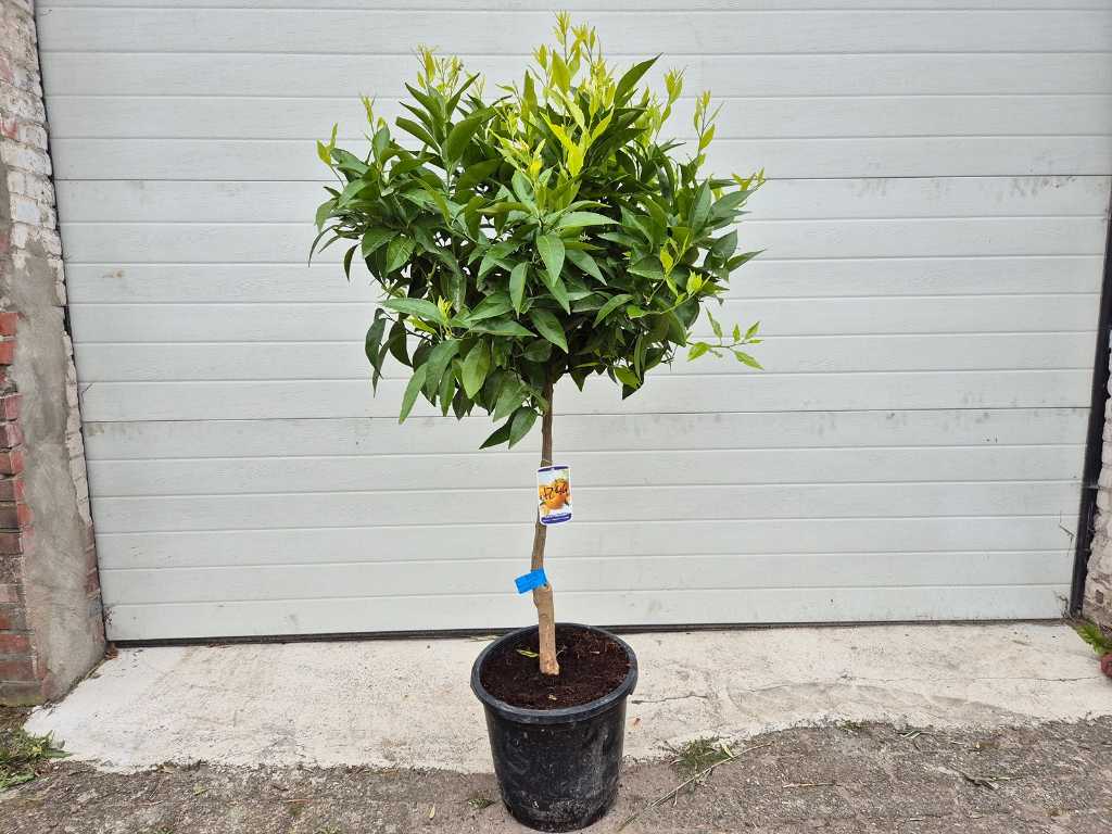 Mandarijnenboom - Citrus Reticulata - hoogte ca. 150 cm
