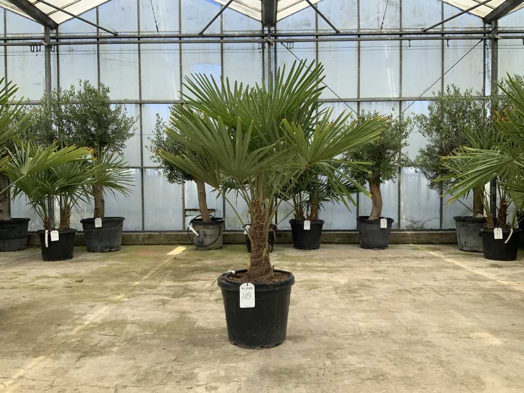 Palme (Trachycarpus fortunei)