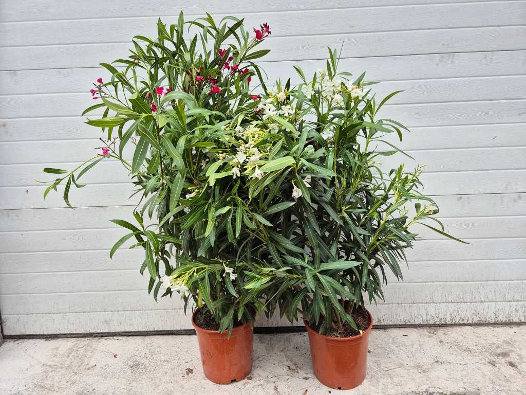 2x Nerium Oleander Wit & Rood - hoogte ca. 100 cm