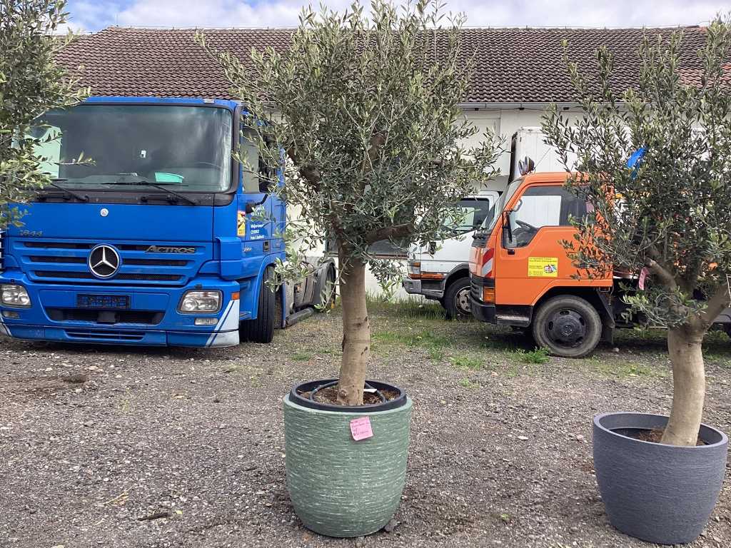 Olive tree in a decorative pot (both hardy)
