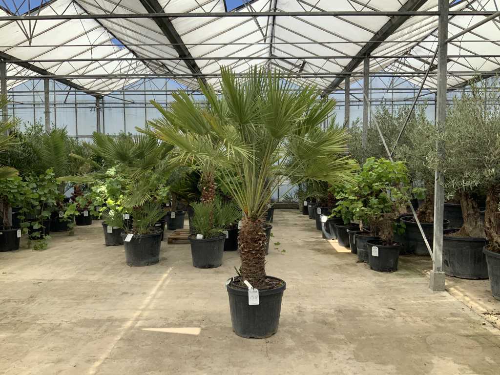 palmier à tiges multiples (Chamaerops Humilis)