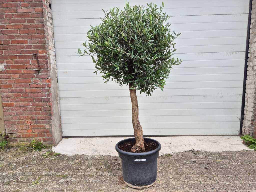 Olive tree Florida Compact - Olea Europaea - height approx. 175 cm