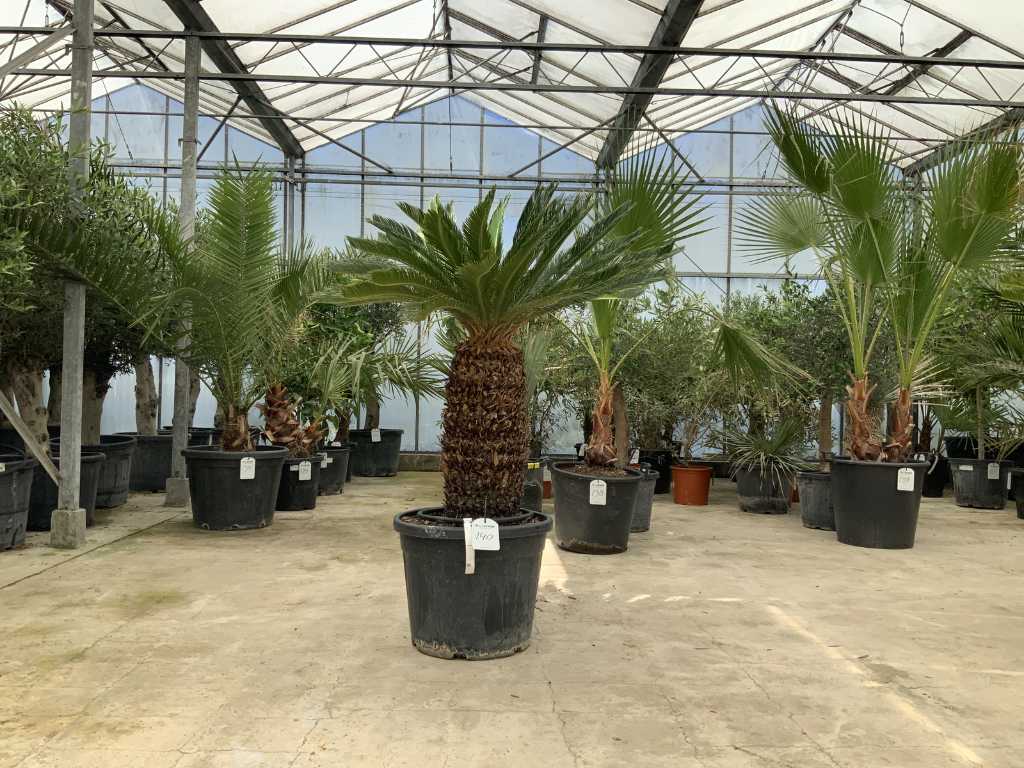 palm tree (Cycas Revoluta)