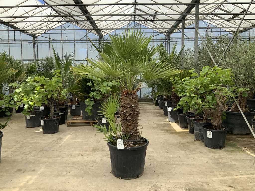 palmier à tiges multiples (Chamaerops Humilis)