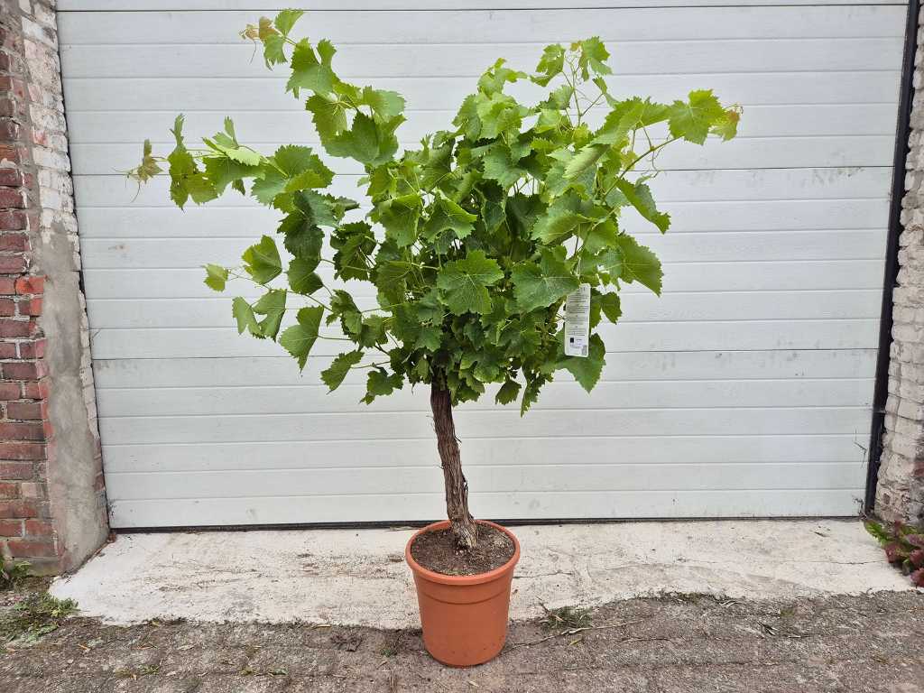 Grape tree - Vitis Vinifera - Fruit tree - height approx. 150 cm