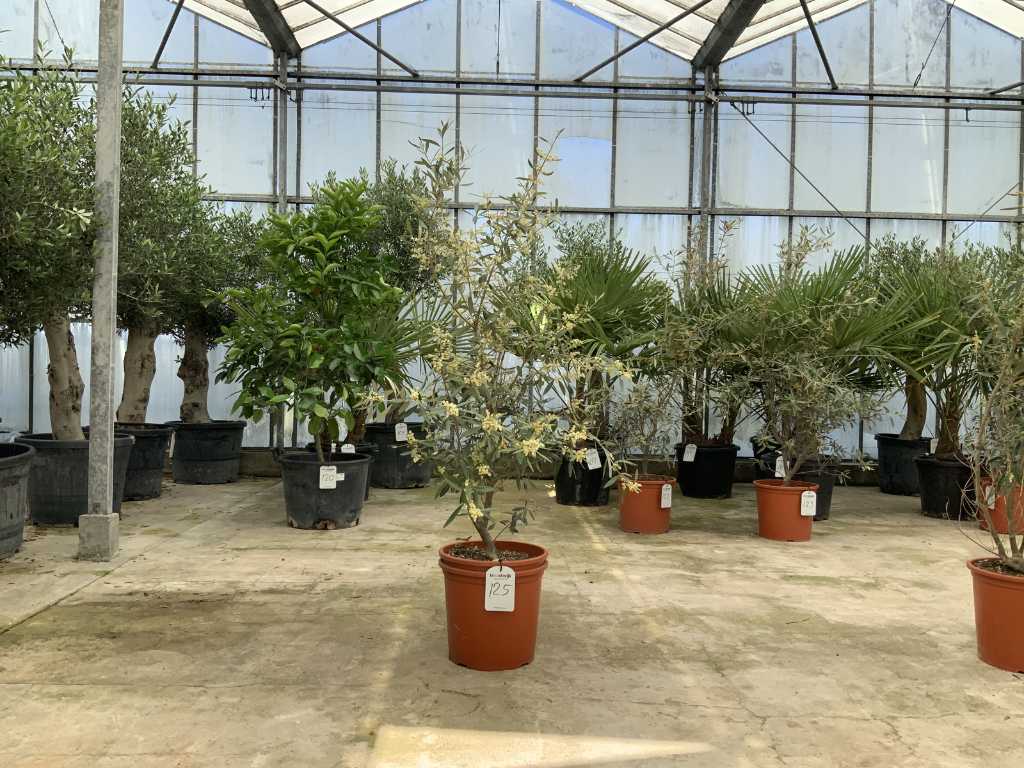 Olivenstrauch (Olea Europaea Lessini)