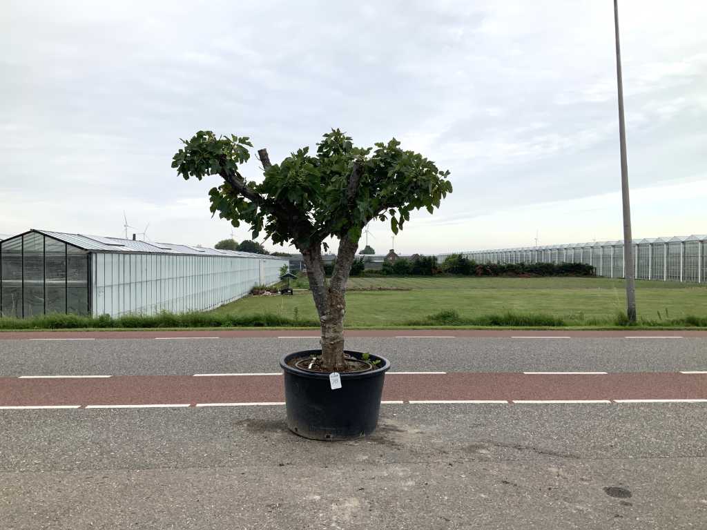 fig tree (Ficus Carica)