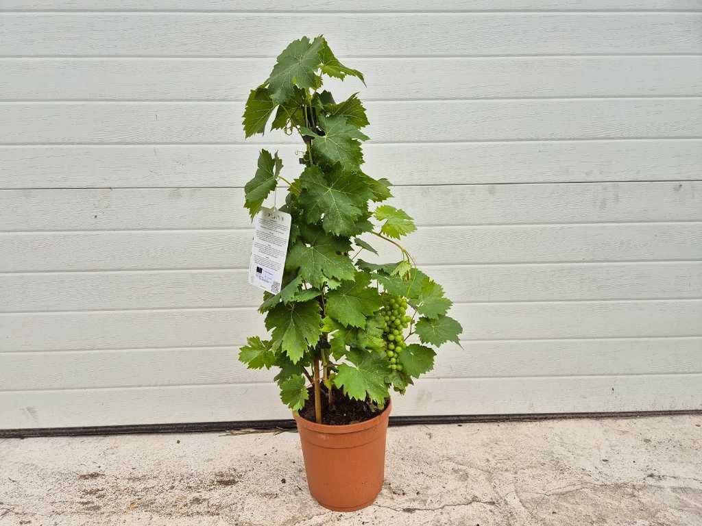 Witte druif - Vitis Vinifera - Vrucht- / fruitboom - hoogte ca. 80 cm