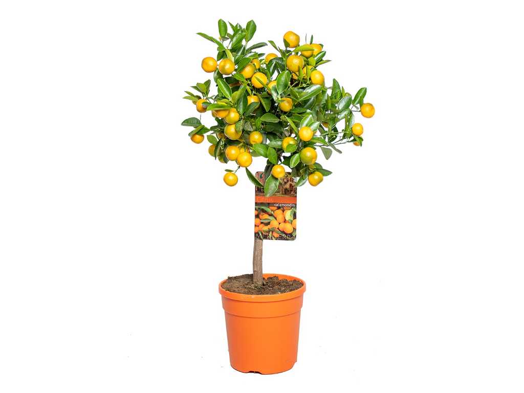 Mandarin tree - Fruit tree - Citrus Calamondin - height approx. 60 cm