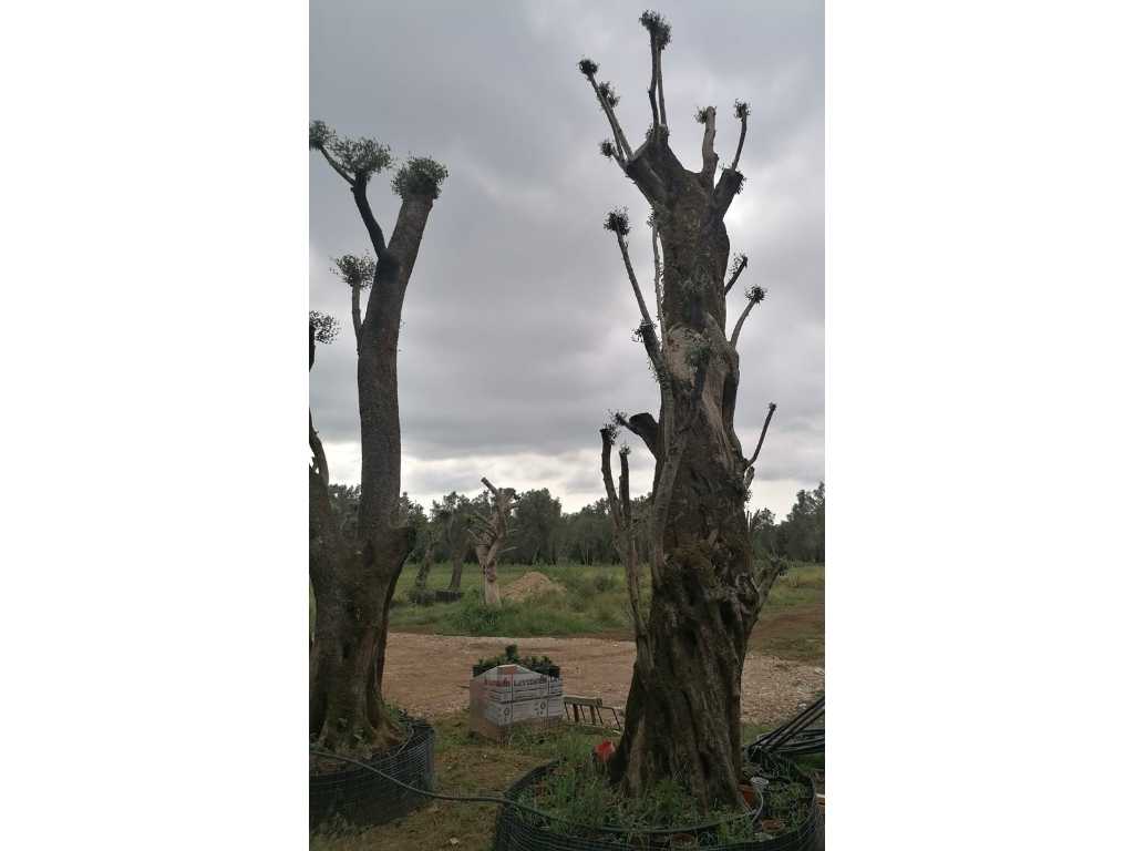 Przykładowe tysiącletnie drzewo oliwne