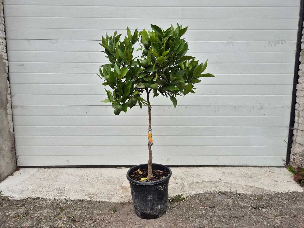 Sinaasappelboom - Citrus Sinensis - hoogte ca. 130 cm