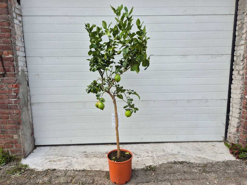 Citroenboom - Citrus Limon - Vrucht- / fruitboom - hoogte ca. 170 cm