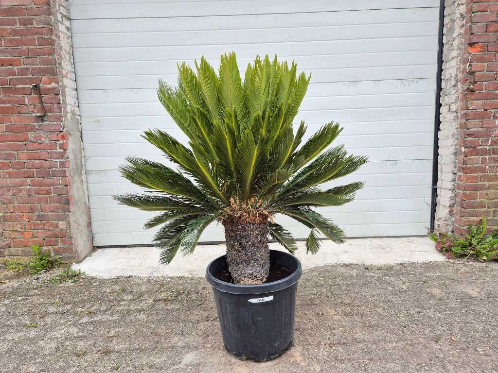 Peace palm - Cycas Revoluta - height approx. 120 cm