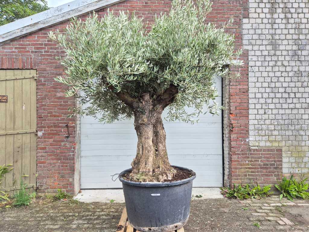 Olivenbaum Alter Stamm - Olea Europaea - 75 Jahre alt - Höhe ca. 300 cm