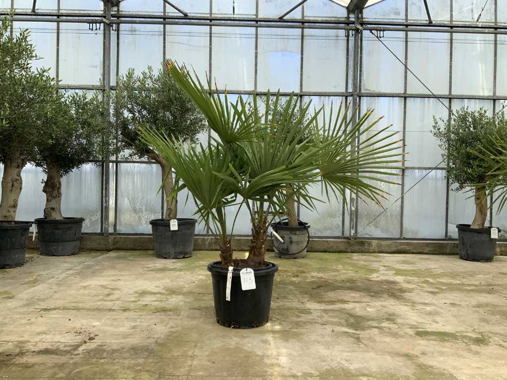 Palmier cu mai multe tulpini (Trachycarpus fortunei)
