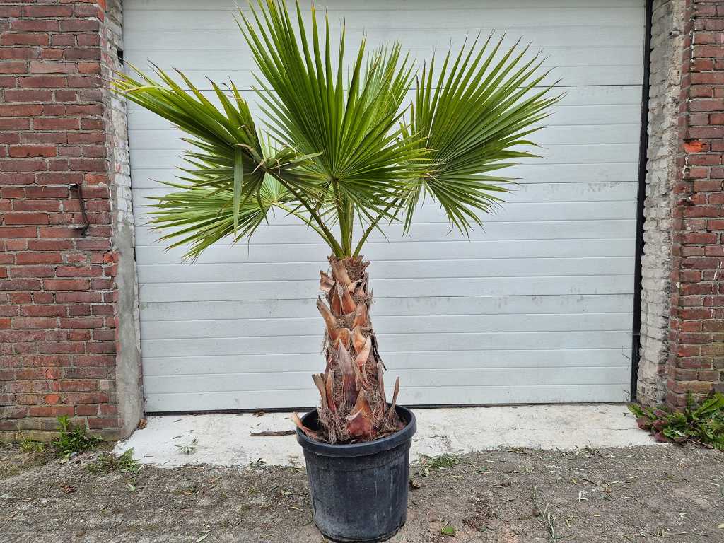 Mexican Fan Palm - Washingtonia Robusta - Mediterranean tree - height approx. 170 cm