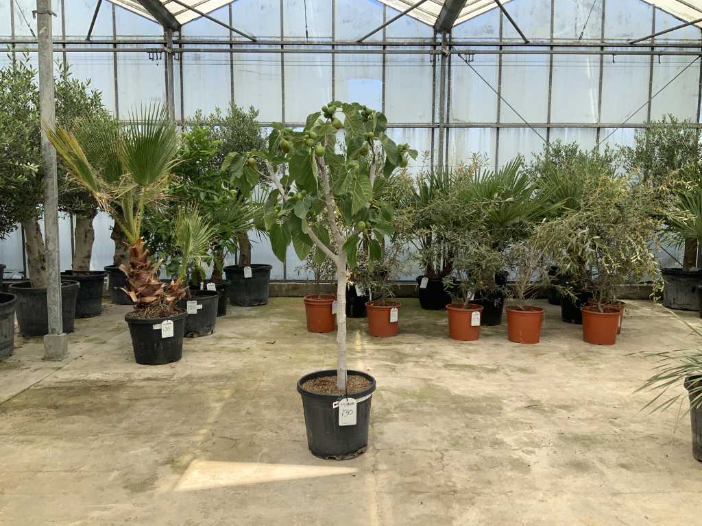 figuier (Ficus Carica)