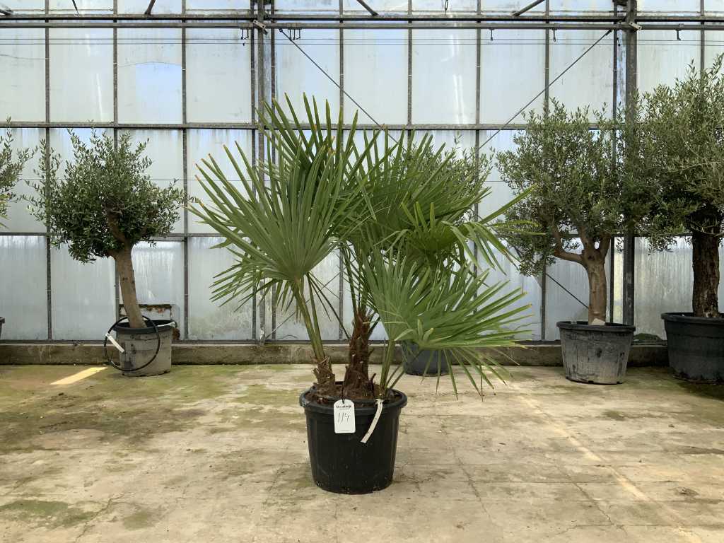 Palmier à tiges multiples (Trachycarpus fortunei)