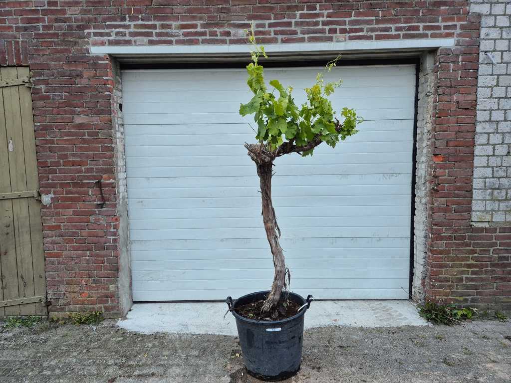 Drzewo winogronowe - Vitis Vinifera Media - Drzewo owocowe - wysokość ok. 175 cm