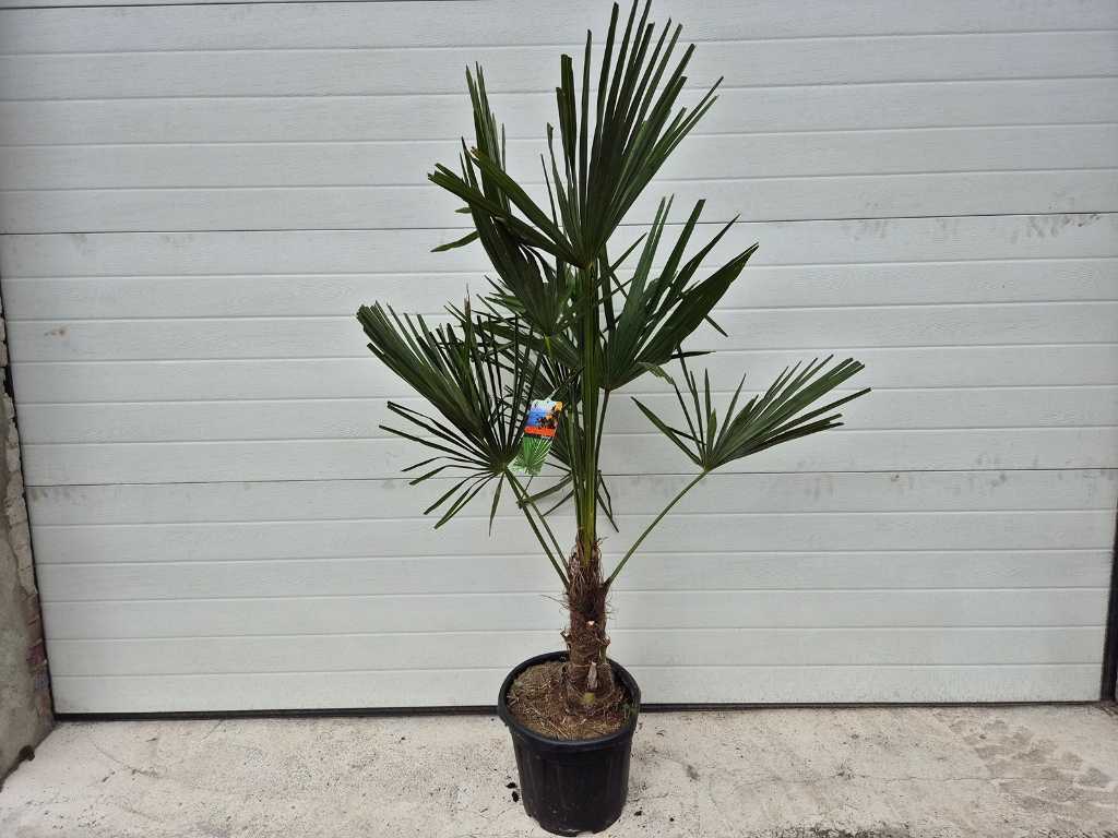 Chinese Waaierpalm - Trachycarpus Fortunei - Mediterrane boom - hoogte ca. 150 cm 