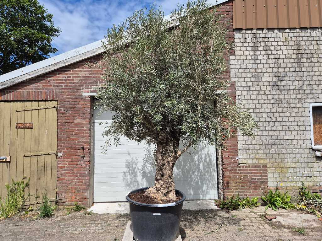 Olivenbaum Bonsai XL - Olea Euopaea - Höhe ca. 350 cm