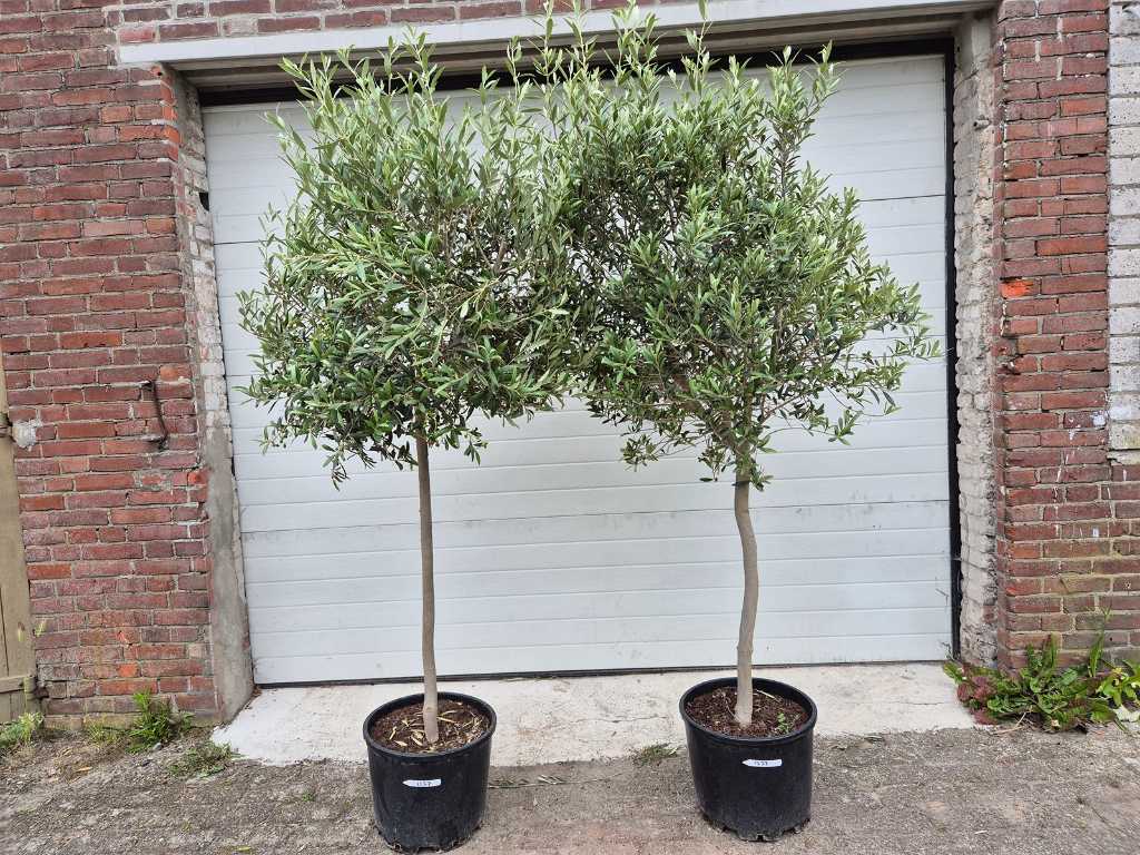 2x Olive tree Copa - Olea Europaea - height approx. 175 cm
