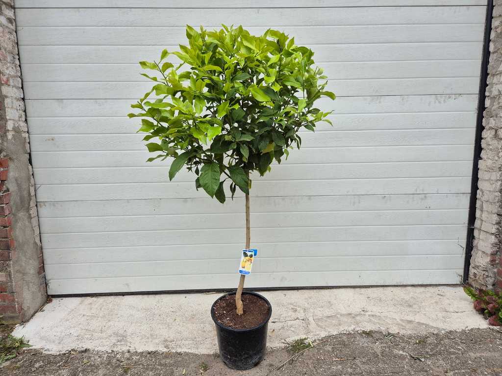 Citroenboom - Citrus Limon - Vrucht- / fruitboom - hoogte ca. 150 cm