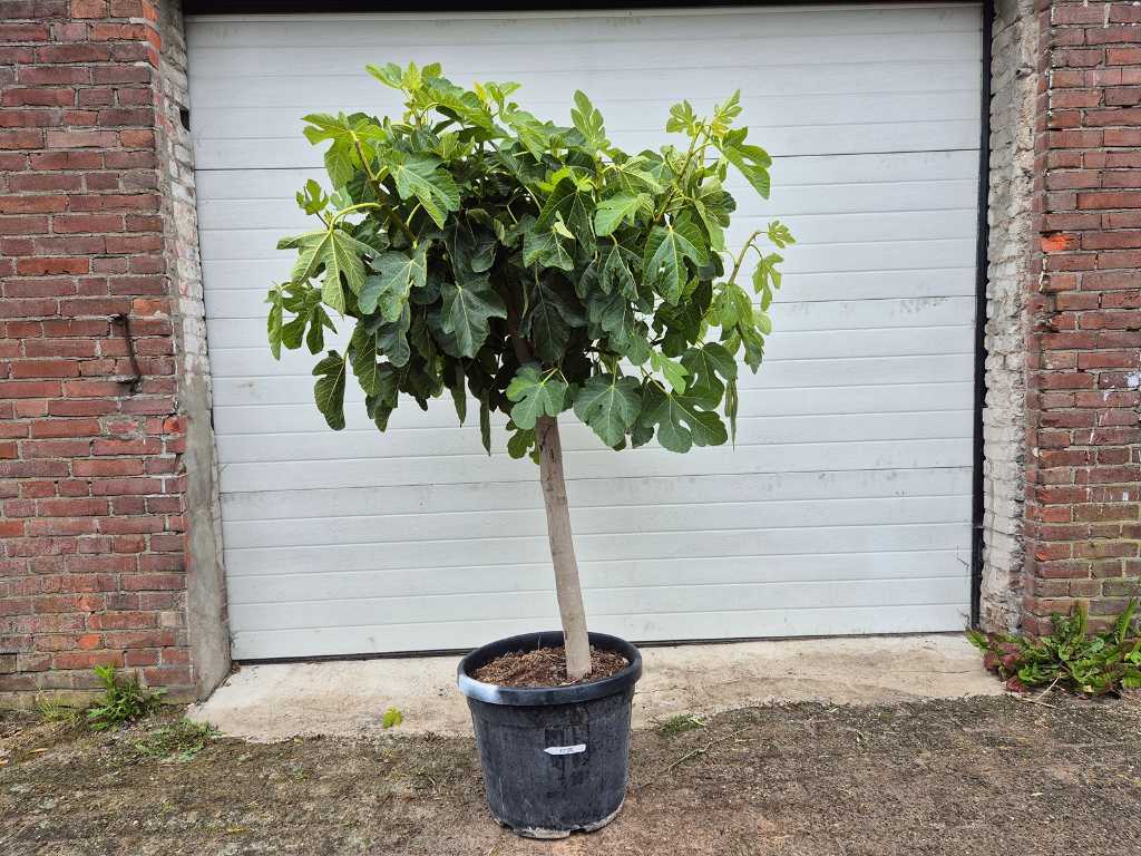 Fig tree - Ficus Carica - Fruit tree - height approx. 170 cm