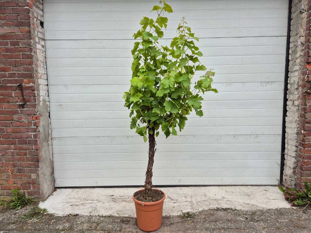 Druivenboom - Vitis Vinifera - Vrucht- / fruitboom - hoogte ca. 150 cm