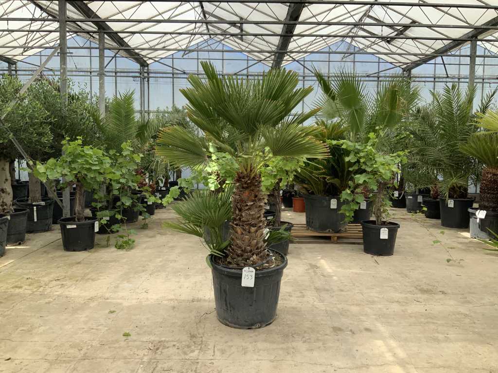 palmier cu mai multe tulpini (Chamaerops humilis)