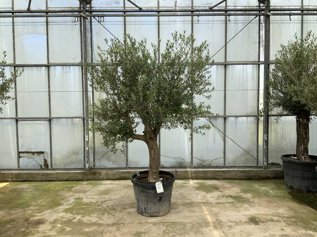 olijfboom (Olea Europaea Lessini)