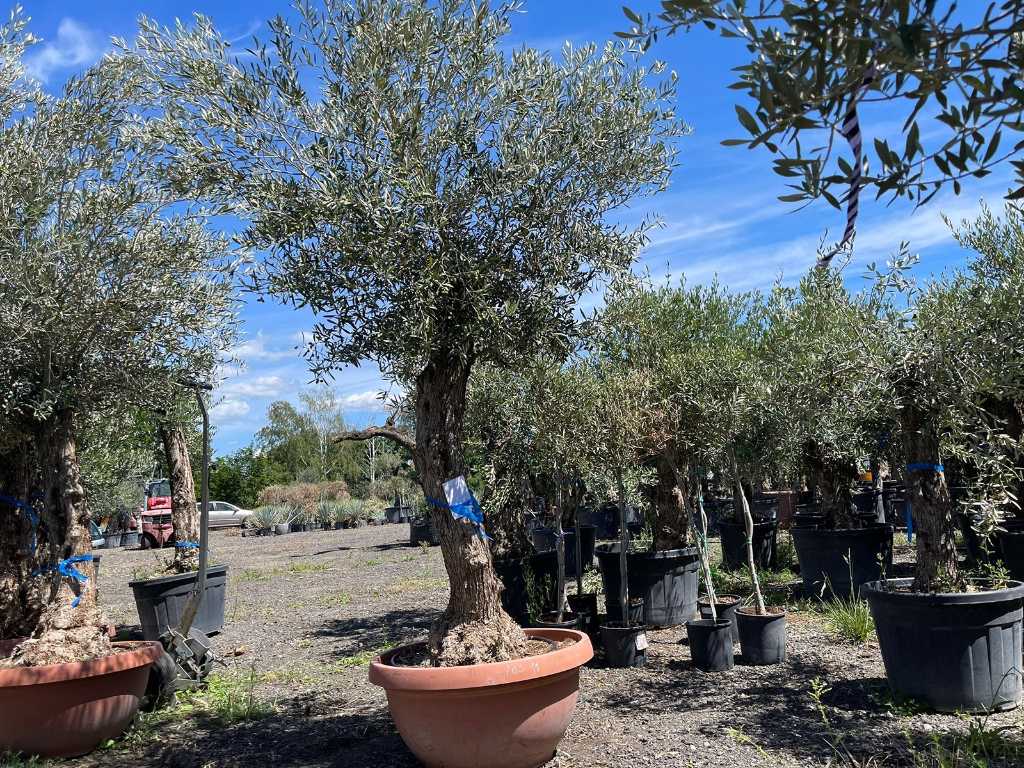 Olive tree (hardy)