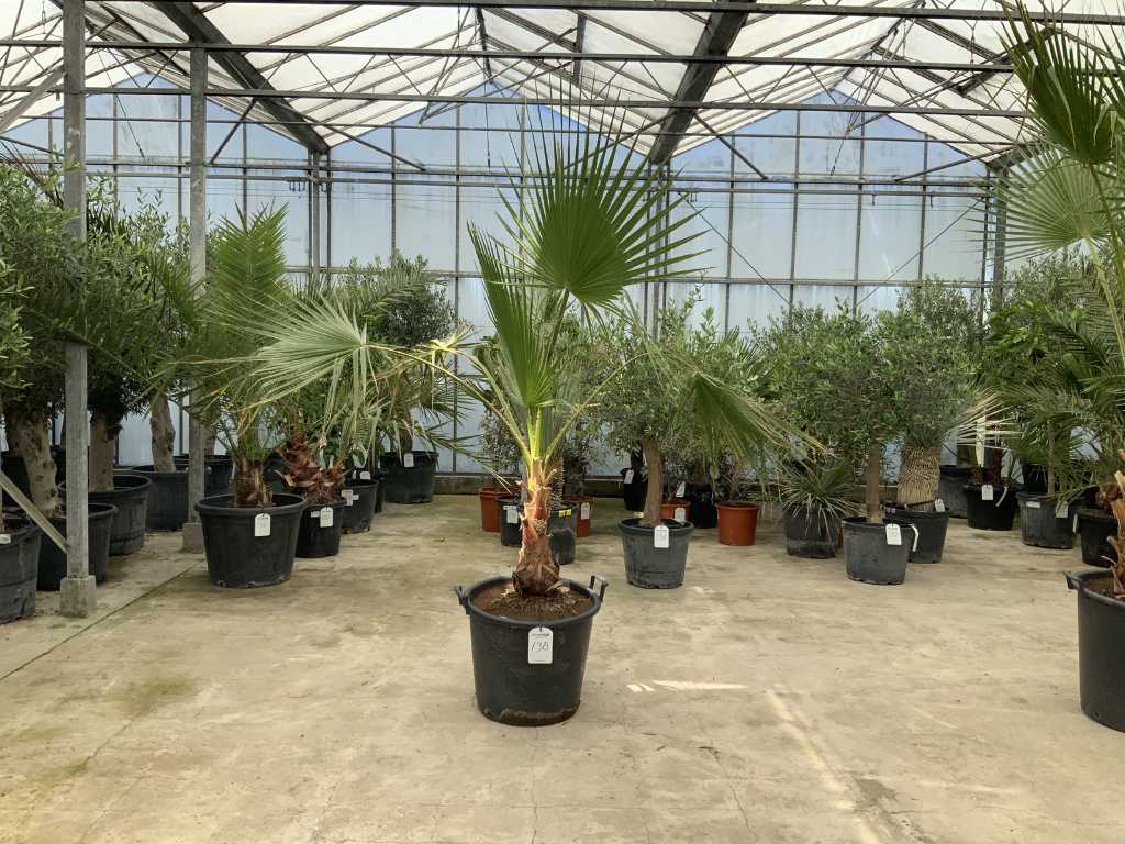 palmier (Washingtonia robusta)