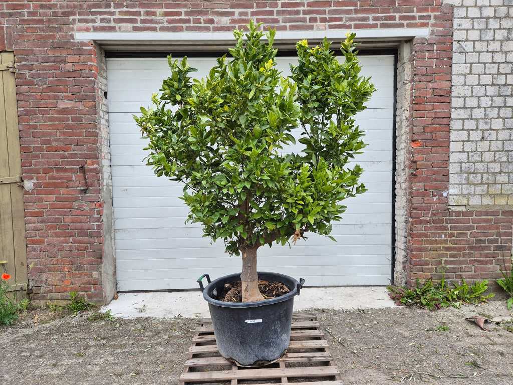 Mandarinenbaum - Citrus Reticulata - Obstbaum - Höhe ca. 250 cm