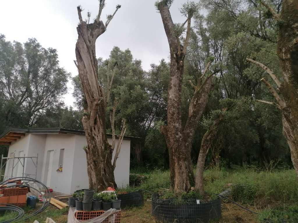 Vorbildlicher tausendjähriger Olivenbaum