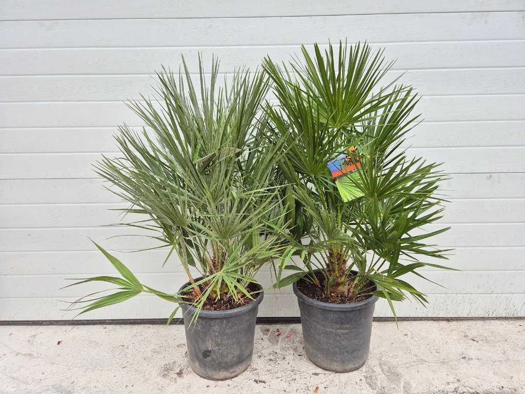 2x European Dwarf Palm - Chamaerops Humilis - Mediterranean tree - height approx. 70 cm 