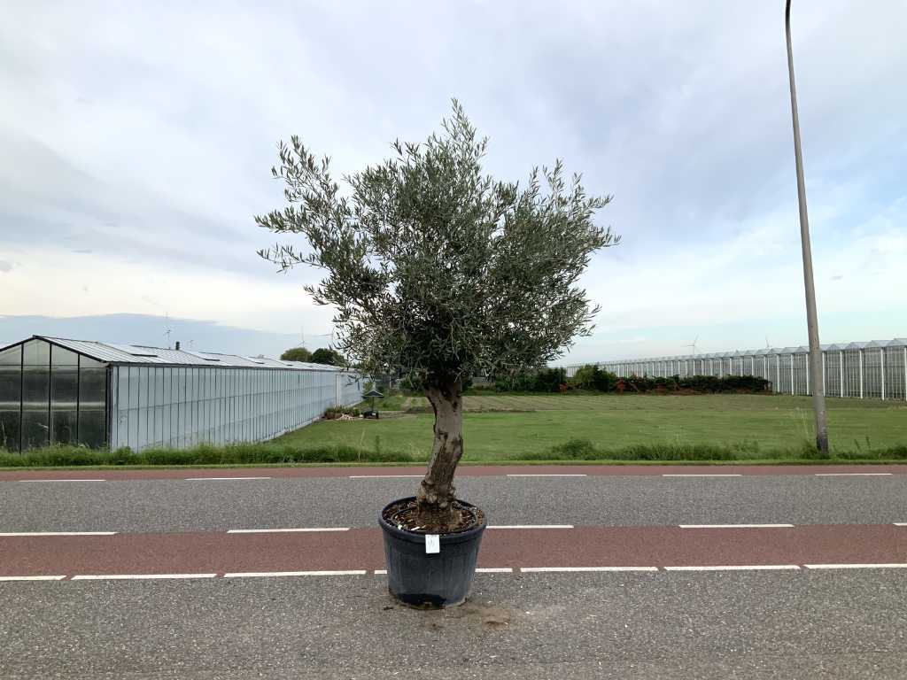 măslin (Olea Europaea Lessini)