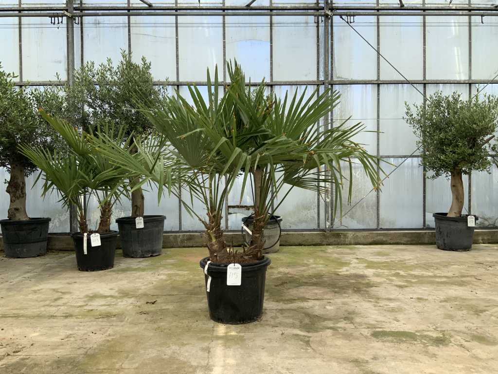 Palme mehrstämmig (Trachycarpus fortunei)