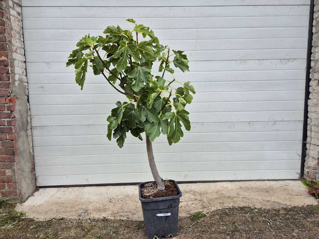 Vijgenboom - Ficus Carica - Vrucht- / fruitboom - hoogte ca. 170 cm