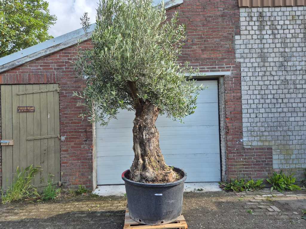 Olivenbaum Alter Stamm - Olea Europaea - 75 Jahre alt - Höhe ca. 350 cm
