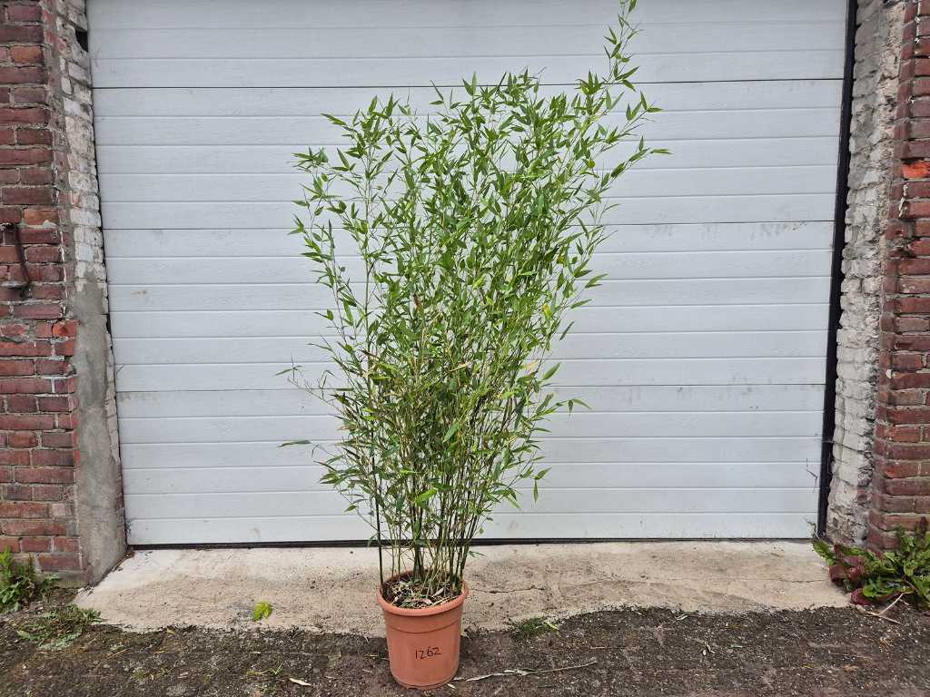 Giant bamboo - Evergreen - Hardy plant - height approx. 180 cm