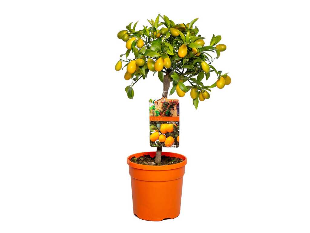 Dwergsinasappel - Vrucht- / fruitboom - Citrus Kumquat - hoogte ca. 60 cm