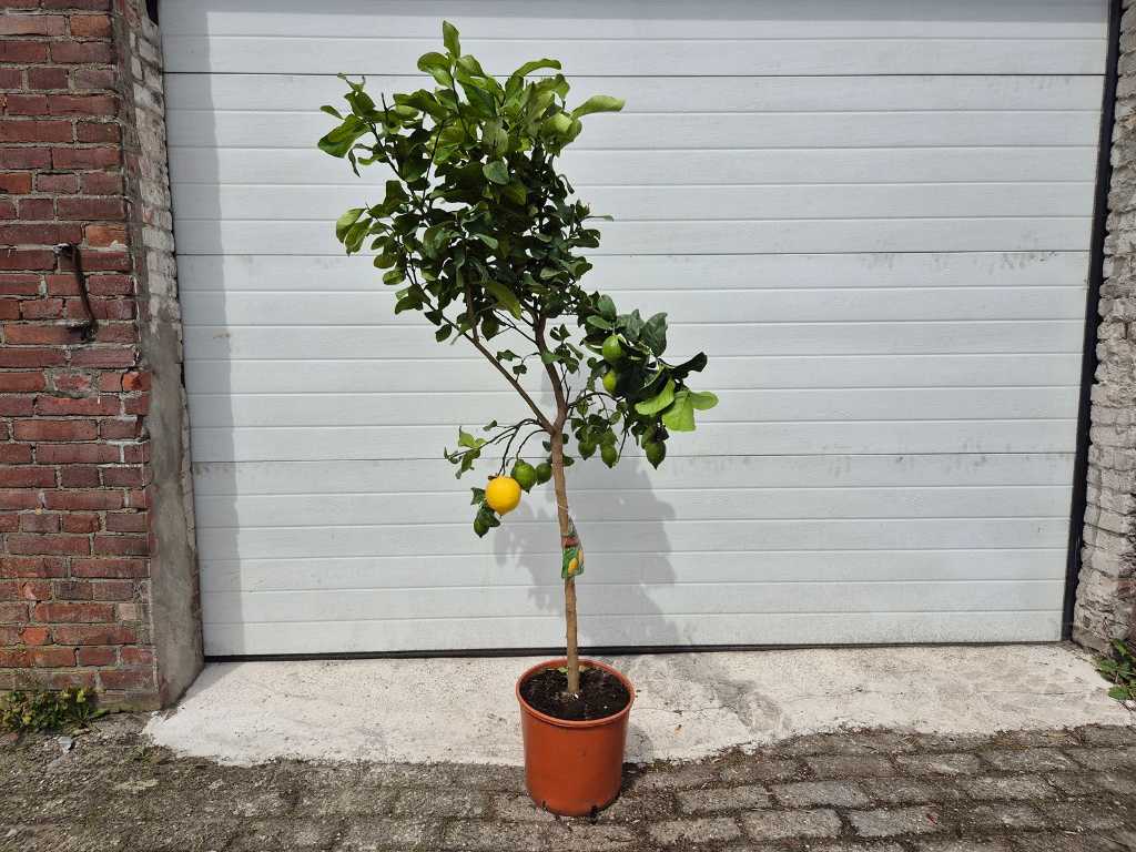 Lemon tree - Citrus Limon - Fruit tree - height approx. 150 cm