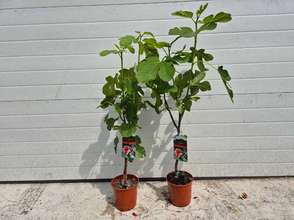 2x Fig tree - Ficus Carica - Fruit tree - height approx. 100 cm