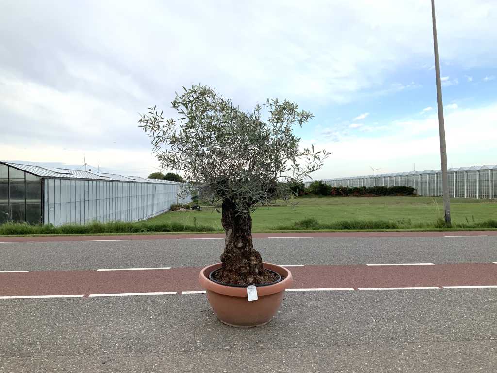 olive tree in bonsai shell (Olea Europaea Lessini)